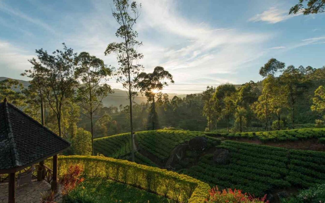 Luxury Travel in Sri Lanka: Private Villas, Exclusive Safaris & Tailor-Made Experiences