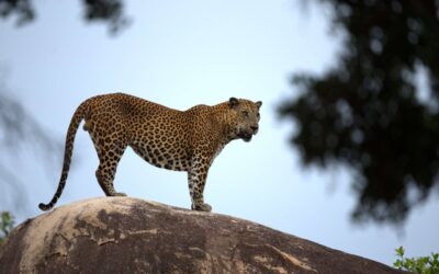 Sri Lanka: Asia’s Most Extraordinary Luxury Journey