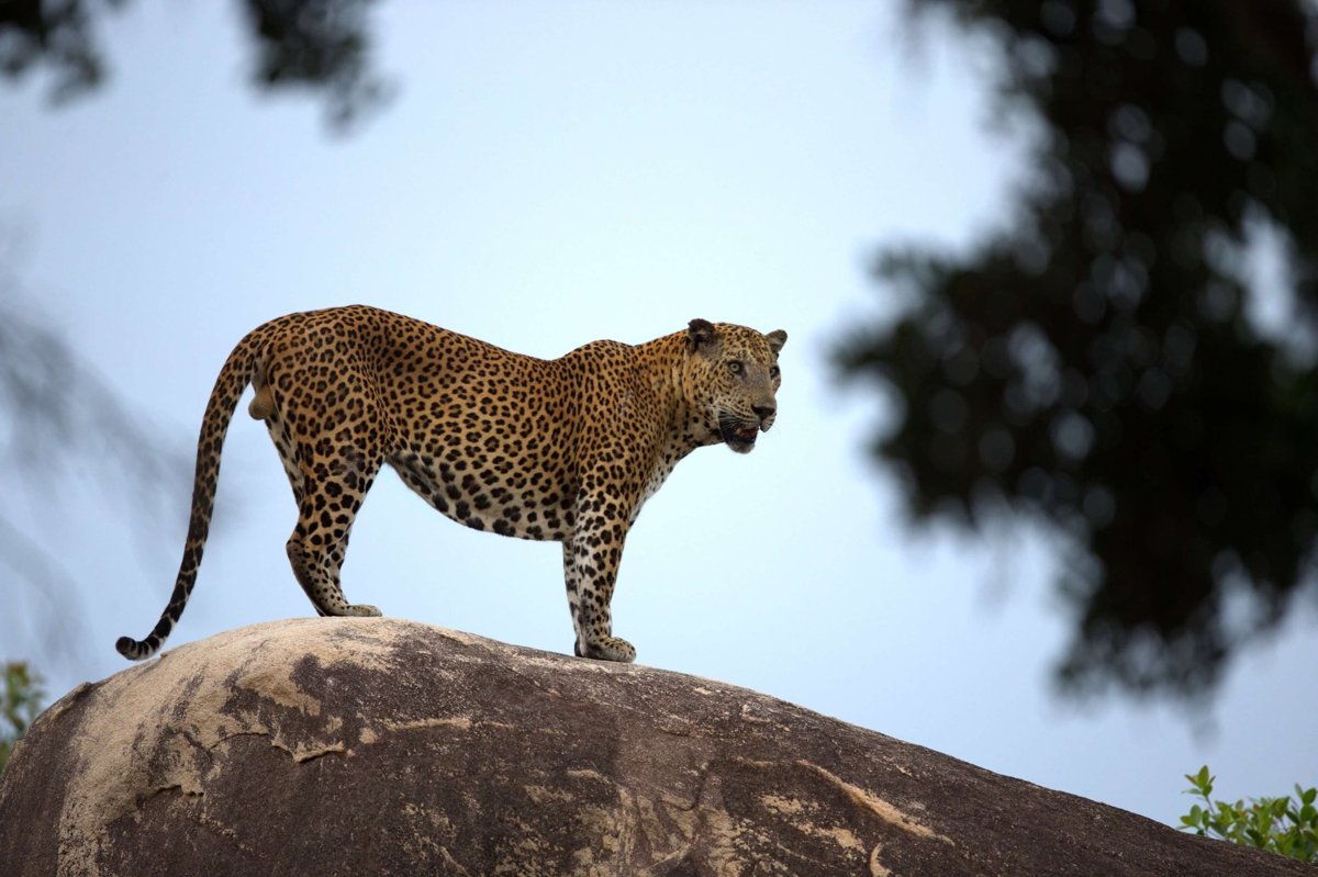 Sri Lankan leopard standing on a rock in Yala National Park