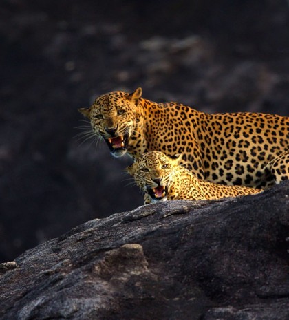 Sri Lankan leopard resting on rock with cub in wilderness safari setting