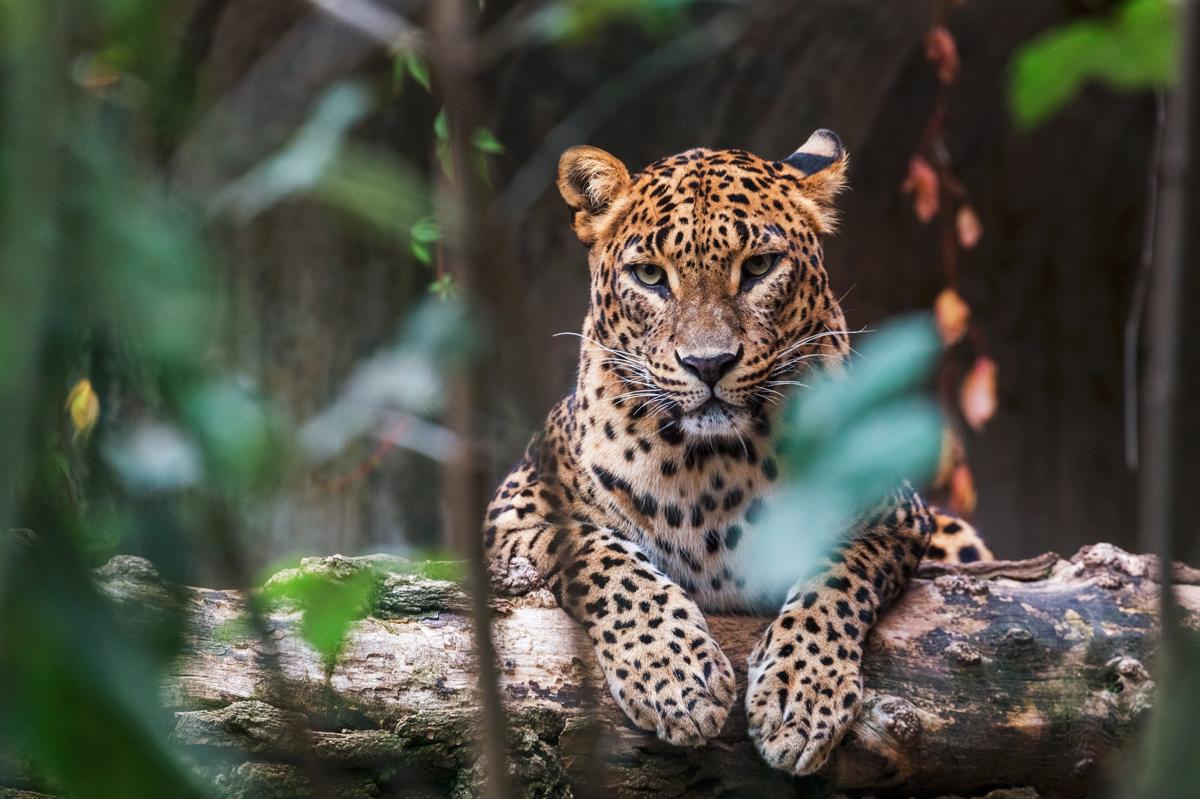 Sri Lankan leopard standing on a rock in Yala National Park